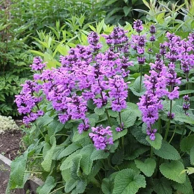 Буквица крупноцветковая в Истре