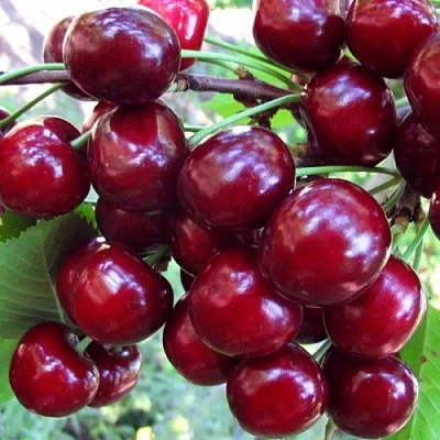 Вишня ЖУКОВСКАЯ в Истре