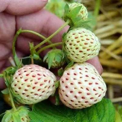 Клубника АНАНАСА ремонтантная в Истре