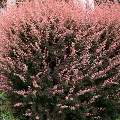 Барбарис РОУЗ ГЛОУ тунберга  Барбарис РОУЗ ГЛОУ тунберга в Истре