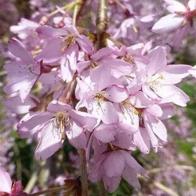 Сакура ПЕНДУЛА РУБРА в Истре