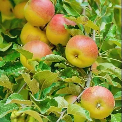 Яблоня ПАМЯТЬ БЛЫНСКОГО колонновидная в Истре