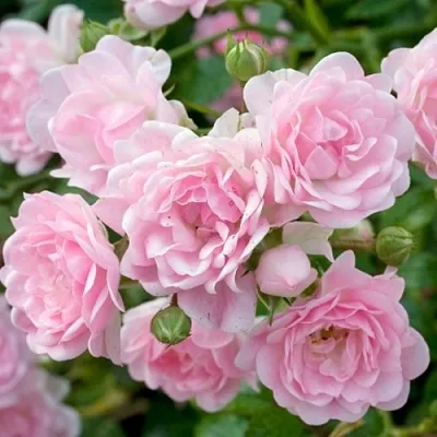 Саженцы роз ЗЕ ФЕЙРИ почвопокровная  Саженцы роз ЗЕ ФЕЙРИ почвопокровная в Истре