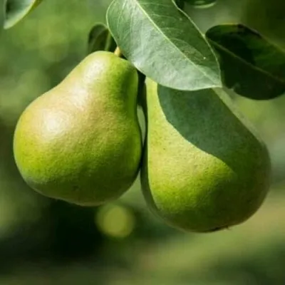 Груша Г-1 колонновидная в Истре