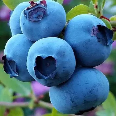 Голубика  Голубика в Истре