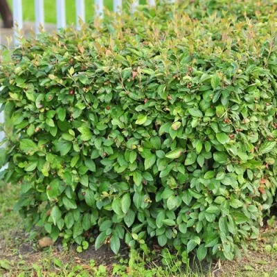 Кизильник блестящий в Истре