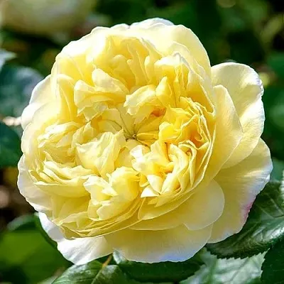 Саженцы роз ЧАРЛЬЗ ДАРВИН английская  Саженцы роз ЧАРЛЬЗ ДАРВИН английская в Истре