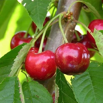 Черешня 15-26-5  Черешня 15-26-5 в Истре