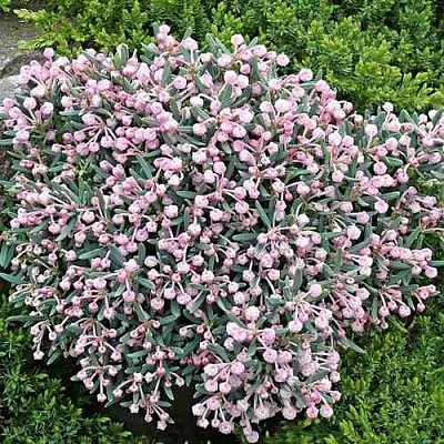 Андромеда БЛЮ АЙС многолистная  Андромеда БЛЮ АЙС многолистная в Истре