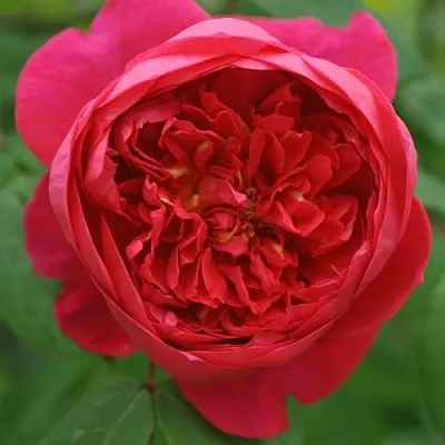 Саженцы роз БЕНДЖАМИН БРИТТЕН шраб  Саженцы роз БЕНДЖАМИН БРИТТЕН шраб в Истре