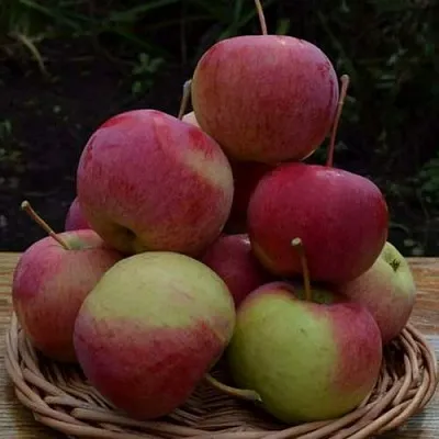 Яблоня РОДНИКОВАЯ в Истре