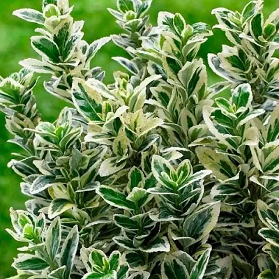 Бересклет в Истре