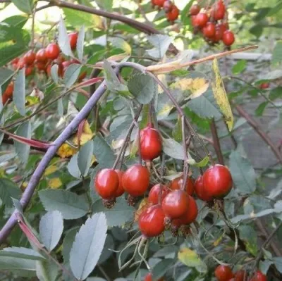 Саженцы роз сизая — описание сорта Саженцы роз сизая в Истре