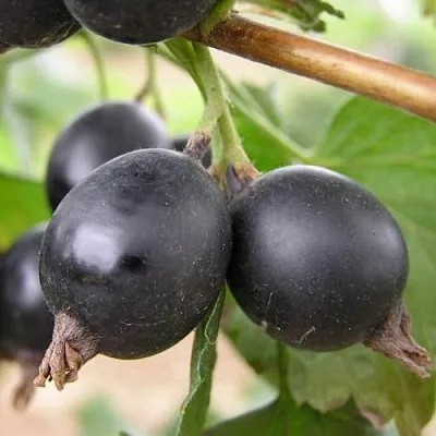 ЙОШТА  ЙОШТА в Истре