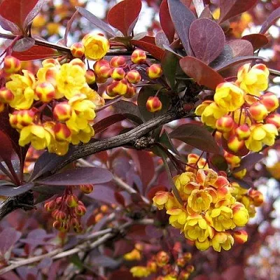 Барбарис СУПЕРБА оттавский   Барбарис СУПЕРБА оттавский  в Истре