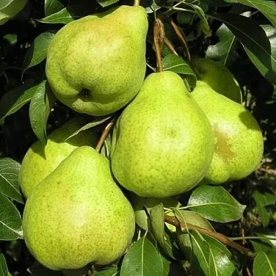 Груша АВГУСТОВСКАЯ РОСА в Истре