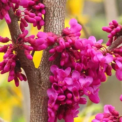 Церцис в Истре