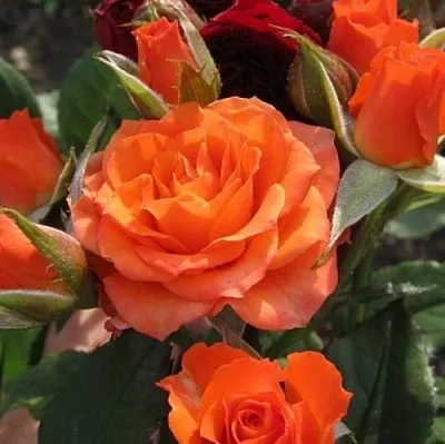 Саженцы роз АЛЕГРИЯ спрей  Саженцы роз АЛЕГРИЯ спрей в Истре