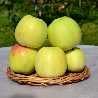 Яблоня БИРСКОЕ ГРУШЕВОЕ (БИЧИК) в Истре