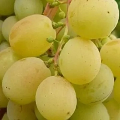 Виноград ТАЛИСМАН в Истре