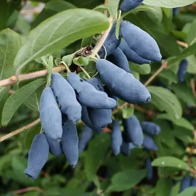 Жимолость съедобная ТОМИ японская  Жимолость съедобная ТОМИ японская в Истре