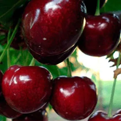 Черешня ВАСИЛИСА  Черешня ВАСИЛИСА в Истре