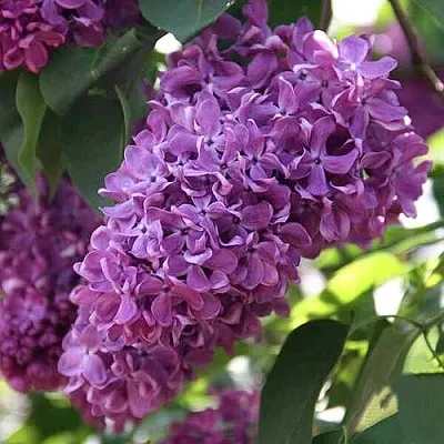 Сирень КАПИТАН ГАСТЕЛЛО  Сирень КАПИТАН ГАСТЕЛЛО в Истре