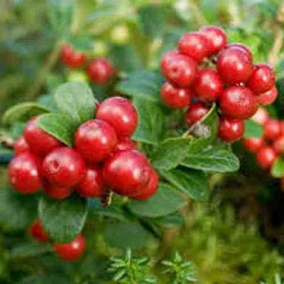 Брусника садовая РУНО БЕЛЯВСКИ  Брусника садовая РУНО БЕЛЯВСКИ в Истре