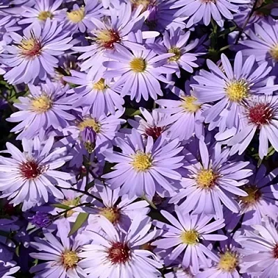 Астра БЛЮ ХЕВЕН сердцелистная в Истре