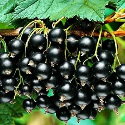 Смородина черная АТЛАНТ  Смородина черная АТЛАНТ в Истре