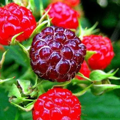 Княженика  Княженика в Истре