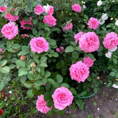 Саженцы роз ЭШЛИ чайно-гибридная — описание сорта Саженцы роз ЭШЛИ чайно-гибридная в Истре