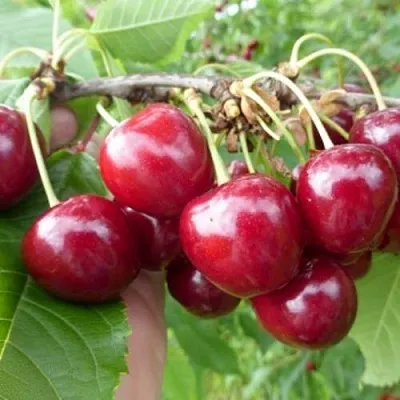 Вишня КОЛОННОВИДНАЯ в Истре