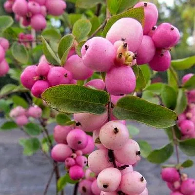 Снежноягодник ФИЕСТА БЕРРИ доренбоза  Снежноягодник ФИЕСТА БЕРРИ доренбоза в Истре