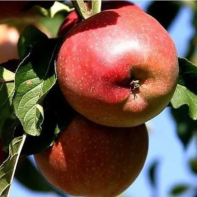 Яблоня АНТЕЙ КИЕВСКИЙ колонновидная в Истре