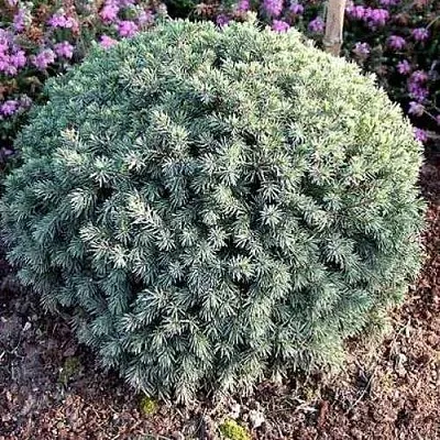 Ель ЭХИНИФОРМИС сизая  Ель ЭХИНИФОРМИС сизая в Истре