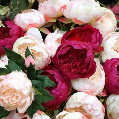 Пионы  Пионы в Истре