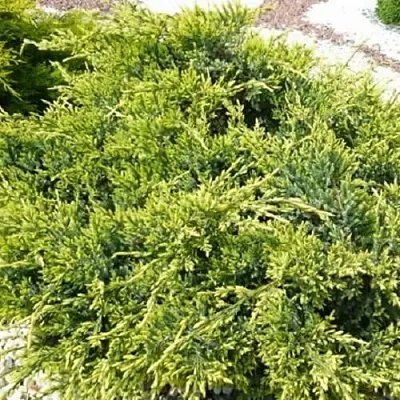 Можжевельник ГОЛД СТАР средний  Можжевельник ГОЛД СТАР средний в Истре