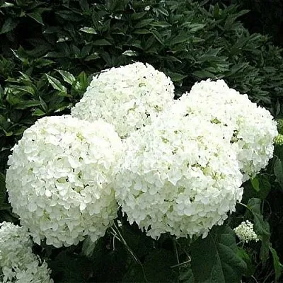 Гортензия АННАБЕЛЬ древовидная  Гортензия АННАБЕЛЬ древовидная в Истре