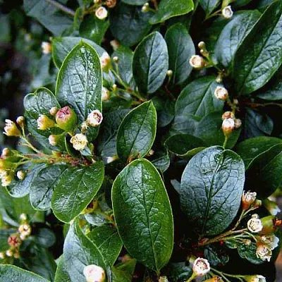 Кизильник в Истре