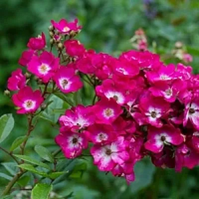 Саженцы роз МАРДЖОРИ ФЕЙР полиантовая  Саженцы роз МАРДЖОРИ ФЕЙР полиантовая в Истре