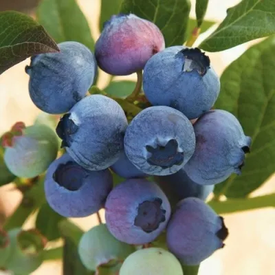 Голубика ОСОРНО — описание сорта Голубика ОСОРНО в Истре