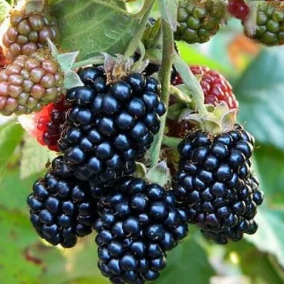 Ежевика ОУАЧИТА бесшипная — описание сорта Ежевика ОУАЧИТА бесшипная в Истре