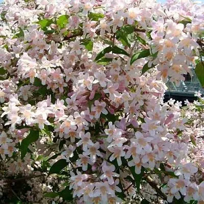 Кольквиция в Истре