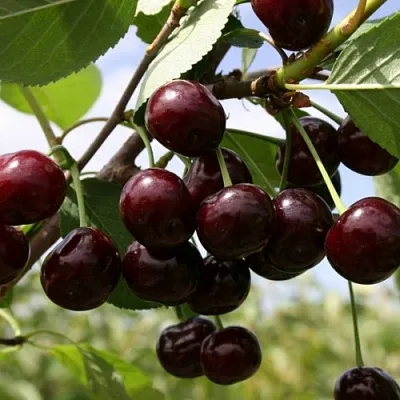 Вишня СВЕРДЛОВЧАНКА степная в Истре