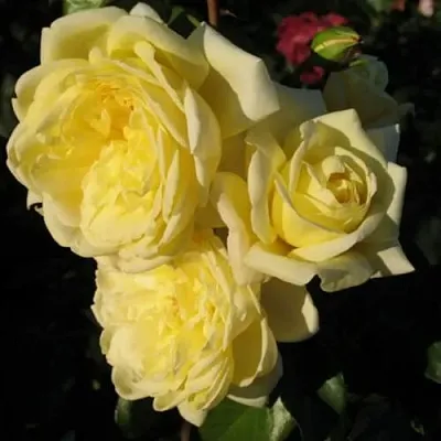 Саженцы роз КАЗИНО плетистая  Саженцы роз КАЗИНО плетистая в Истре