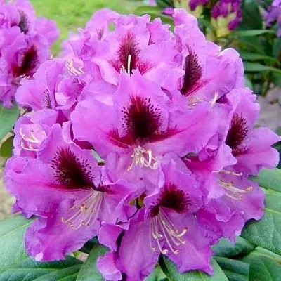 Рододендрон РАСПУТИН в Истре