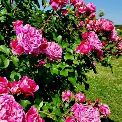Саженцы роз ИНЕС САСТР плетистая  Саженцы роз ИНЕС САСТР плетистая в Истре