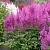 Астильба АМЕТИСТ Арендса в Истре