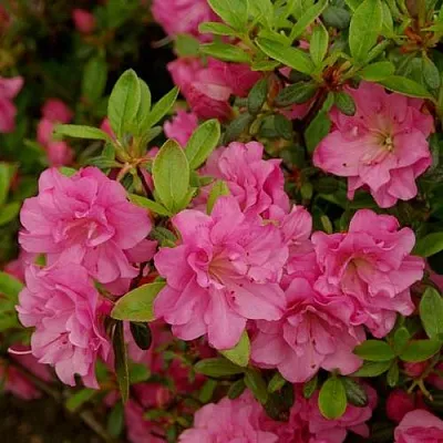 Азалия РОЗИНЕТТА японская в Истре